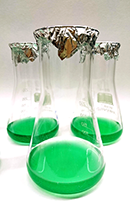 Emerald green: Cyanobacteria in culture. Photo: Nickelsen Group