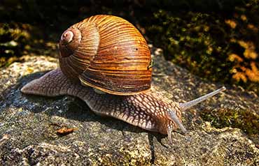 Weinbergschnecke_pixaby_element