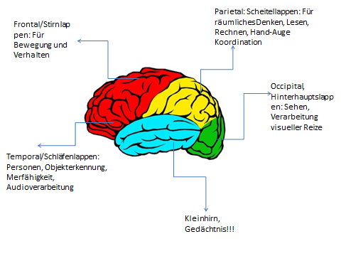 gehirn vier